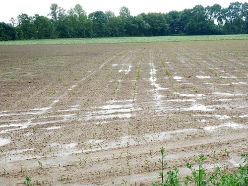 Stagnant surface water