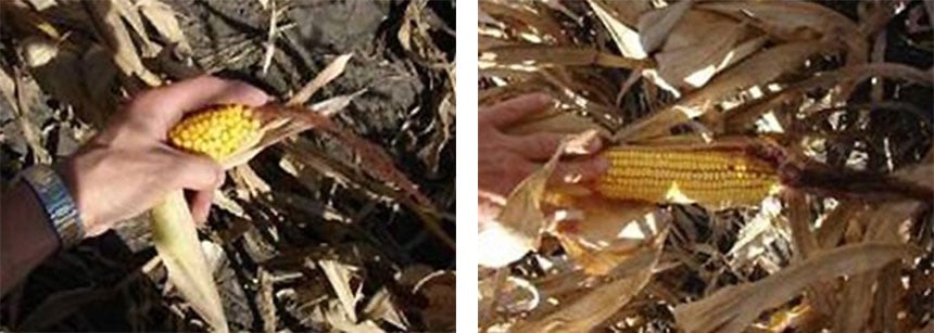 Comparison of stifled corn growth linked to excess compaction and healthy corn