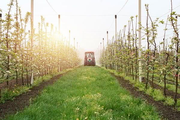 Increase the land’s load bearing capacity by growing grass between the rows