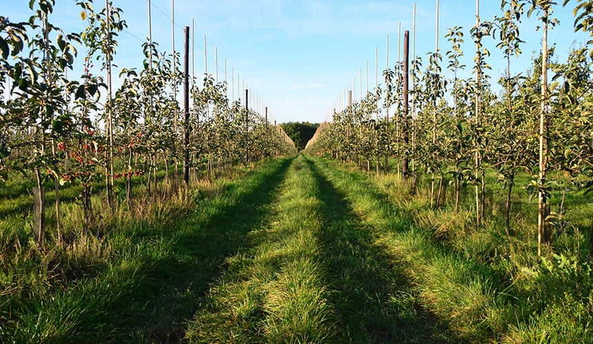 soil to avoid compaction = Limit traffic and passages