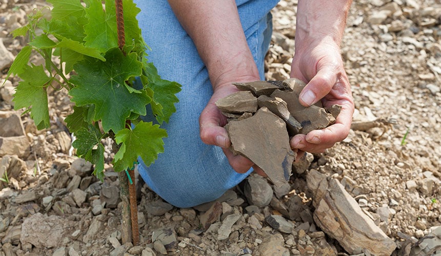 Wine growing soil causing rapid tyre wear
