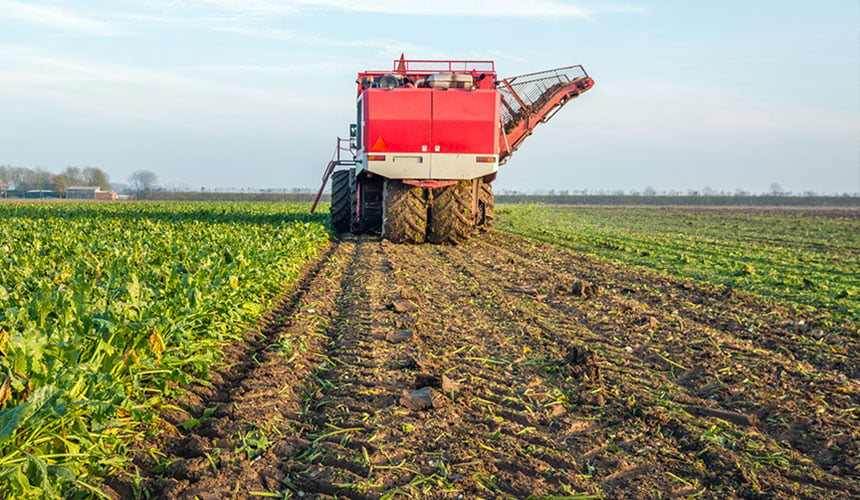 Beetroot harvesting with wide tyres to limit compaction
