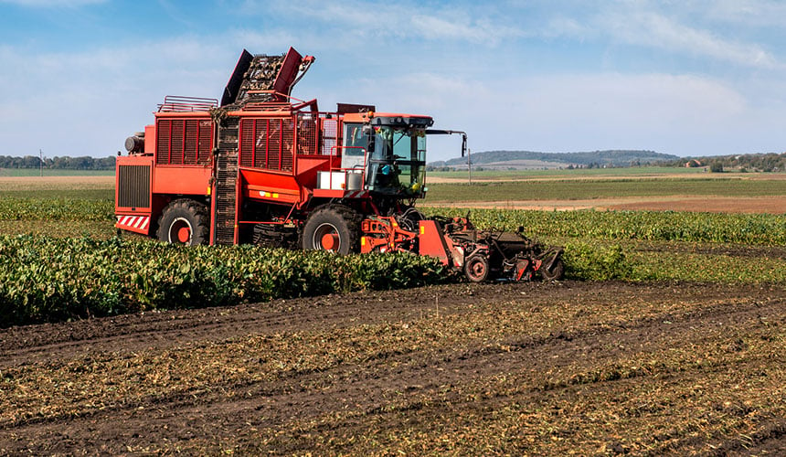 Is stimulating soil life really effective after a beetroot harvest?