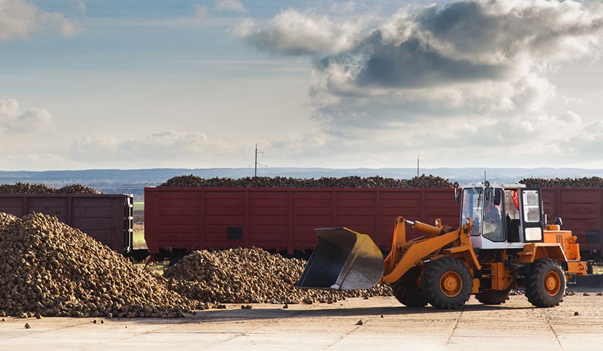 Unloading of beet in the sugar plant courtyard