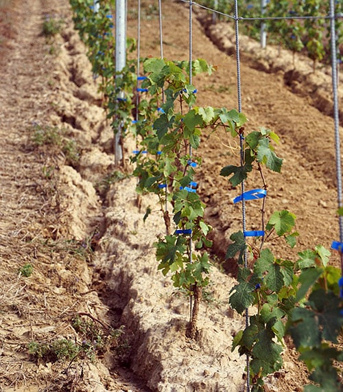 Erosion of vines liked to run-off