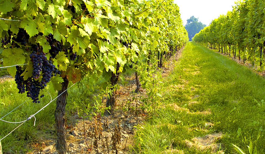 Special vineyard tyres preserve the soil and your vine yields