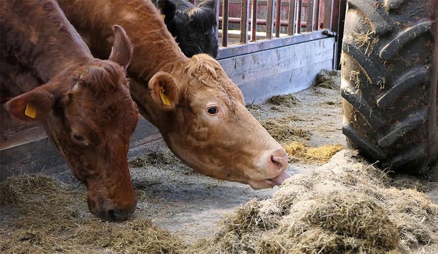 Higher tyre pressure for working on hard ground in livestock buildings