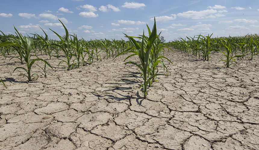 Clay soil hardens and cracks during dry periods