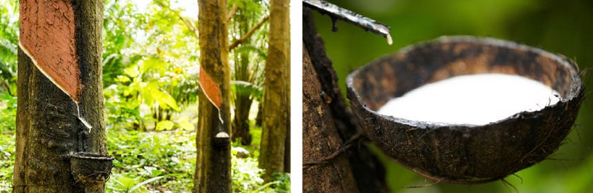 Harvesting latex for the production of natural rubber