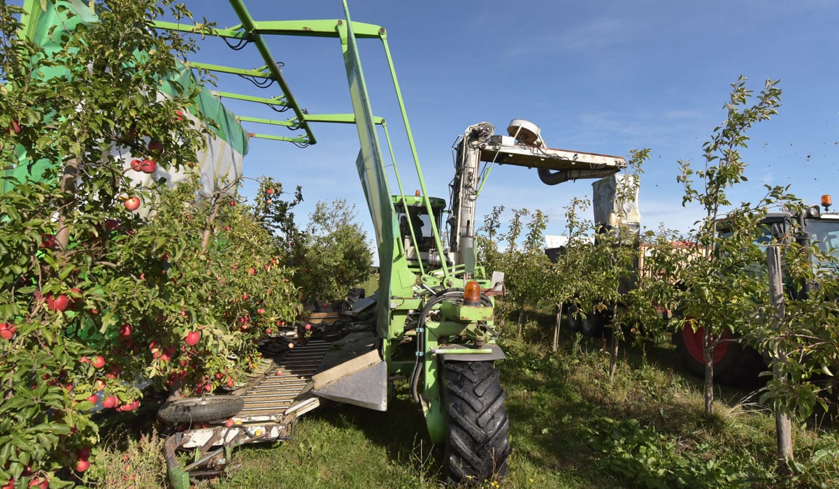 Mechanical apple harvesting